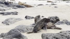 Baby sea lion clambers over playmate on Galápagos beach
