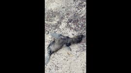 Sleepy wild newborn sea lion cleans flippers on Galápagos beach