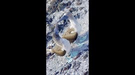 Wild blue-footed booby couple kisses during mating on Galápagos beach