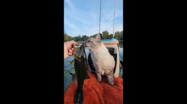 Ragamuffin cat tries to munch on live fish by the river in Minnesota, USA