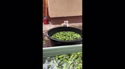 temp
