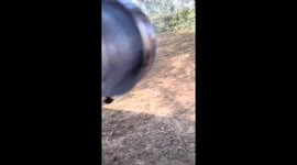 Sloppy tiger resting after rolling in mud in Heilongjiang, China