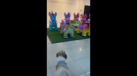 Scared pet dog barks at dinosaur rides in shopping mall
