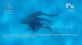Leopard Sharks Filmed Mating For The First Time