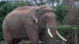 New Vaccine That Could Save Endangered Elephants Developed At Chester Zoo