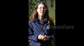 Third-Generation Calf Born At British Rewilding Project