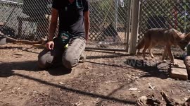 US: Orphaned Coyote Pups Find Loving Forever Home At Virginia Living Museum