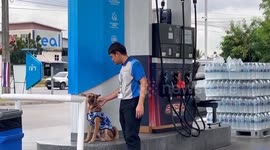 Stray dog sits at fuel station waiting for cars like a real-life pump attendant