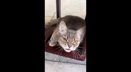 Australian Mist cat makes funny sounds while staring in Hebei, China
