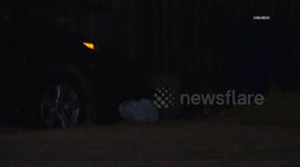 US, Bakersfield: Altadena Bear Seen Rummaging Through Neighborhood Trash Cans