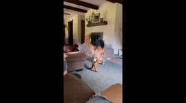 Dog Defeats Batman Shadow