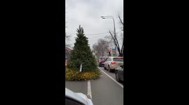 Christmas Tree Transportation