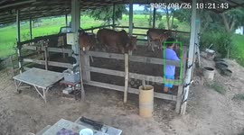 Farmer butted by his own cow as he secures their pen