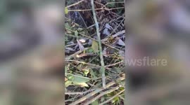 Couple rescue puppy being used as 