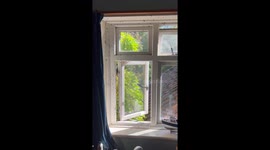 Swarm of ladybirds covering a window in Norfolk, England