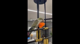 Parrot vs. Duck on the Chandelier! 
