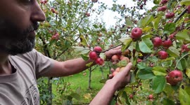 Long hot summer leads to bumper cider crops and booze too strong to sell in pubs