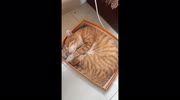 temp