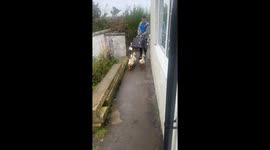 Arrived at an air b&b only to be met with an army of ducks and chickens