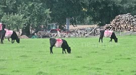 RED, WHITE AND MOO - Patriotic farmers paint St George's Cross on herd of cows