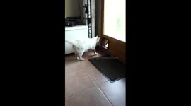 Cat can't work out how cat flap works