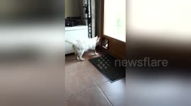 Newsflare Edit - Cat Fail. Cat trying to get out