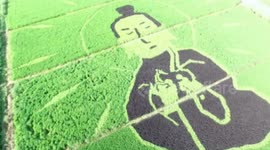 Farmer uses different colours of cereal to plant four good fortune images