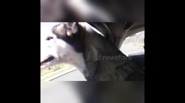 Husky for first time in the car window