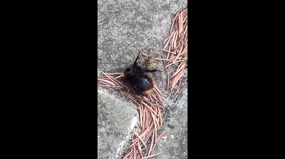 Wasp eating the insides of a headless bumble bee through its neck
