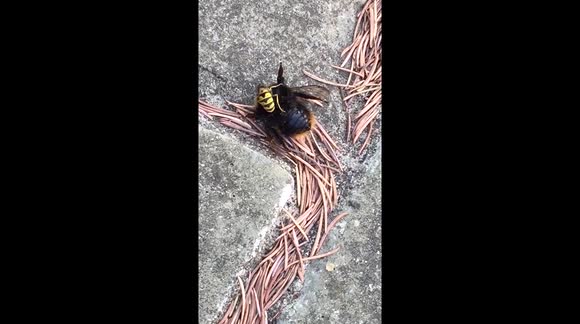 Wasp eats the insides of a massive bumble bee