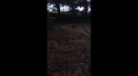 Cornish piggies enjoying the floods on UKs hottest day