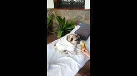 Pugandcat : pug eating banana