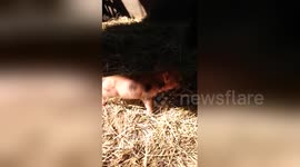A newborn mini pig sneezing is absolutely adorable