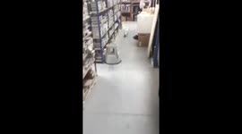 Seagull attacks 8 people