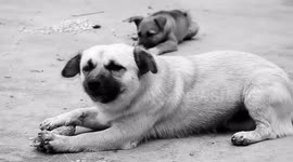 So cute! A dog play with a corn cob