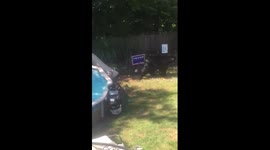 Black bear walking in our backyard after taking a swim in our pool