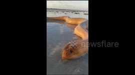 Man finds 'massive' venomous sea snake on Australian beach