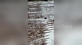 Newsflare Edit - Kangaroo swimming to safety in the flooded Grange Burn at Hamilton in Victoria, Australia 14/09/2016