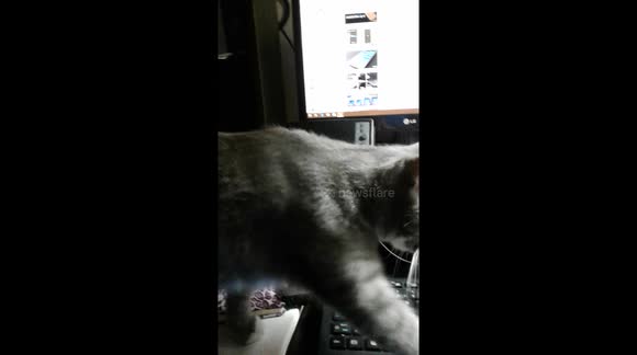 Suite Du Chaton Mort Et Sauve Buy Sell Or Upload Video Content With Newsflare