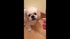 No i will not put my face in that slop