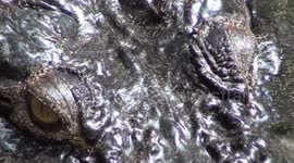 Mother Crocodile at Palawan crocodile sanctuary