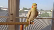 temp