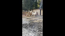 The Three Bouncing Llama Ladies!