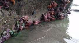 A Starfish Spectacle: Witnessing the Ochre Sea Stars of the Washington Coast