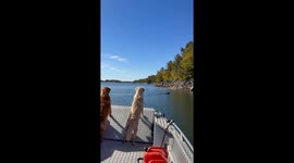 Dogs Got Eyes on the Swimming Bear