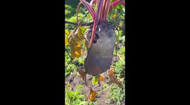 Mouse Lives in a Beetroot