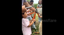 Concerning scene as alpacas 'collapse' after being overfed by tourists at Chinese zoo