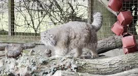 Kulki's, Banham Zoos resident Pallas Cat, enjoying an early slow morning stroll!