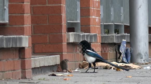 Magpie Attacks Rat in Birmingham - You Won't Believe What Happens Next!