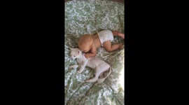 Tolerant cat puts up with curious toddler's persistent pulling and pushing